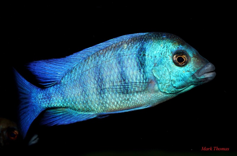 Placidochromis sp. 'phenochilus gissel'